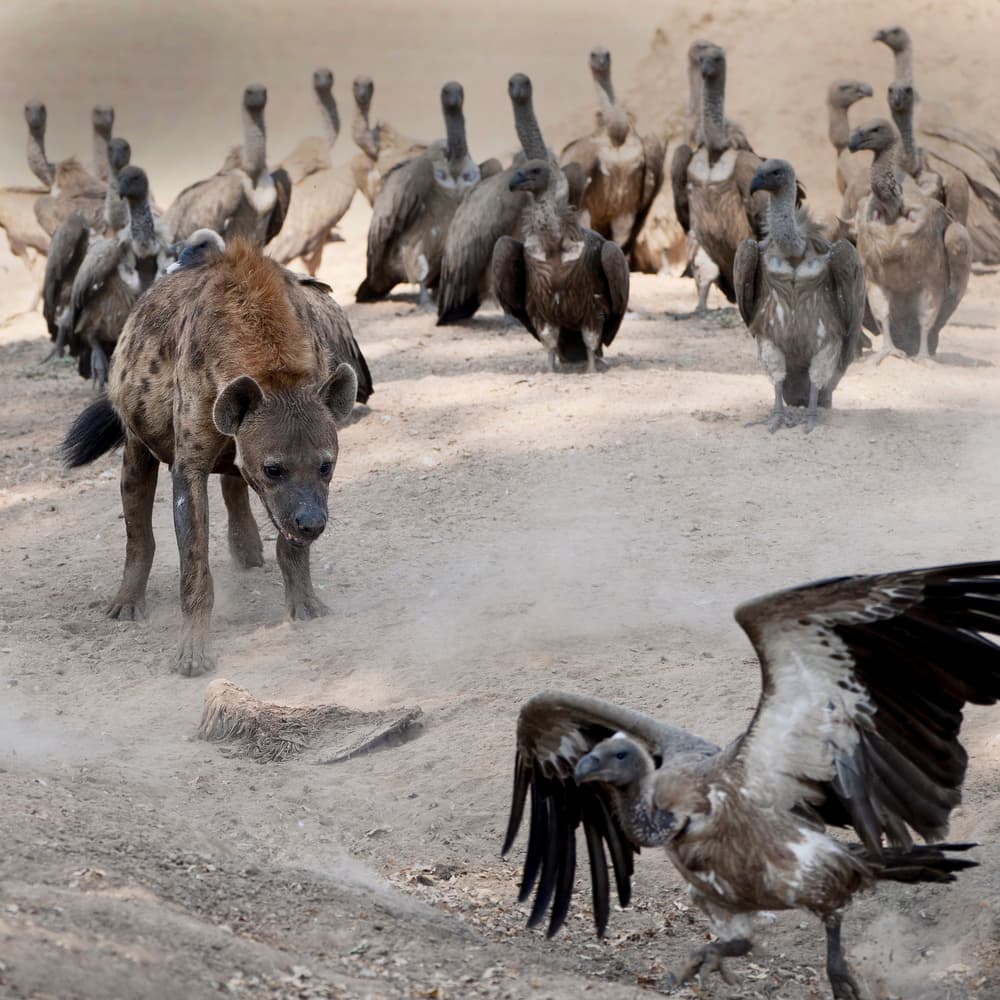 Hyena Vulture Confrontation by Hannes Bertsch — canvas wall art