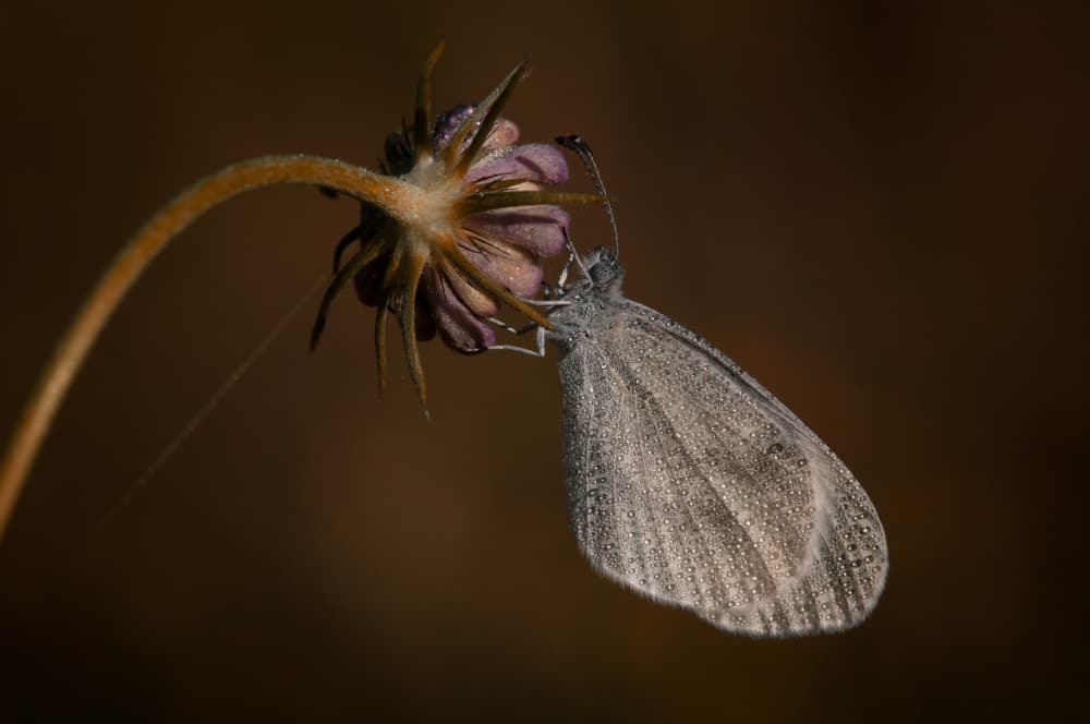 Dewy Morning Butterfly by Anton van Dongen — canvas wall art