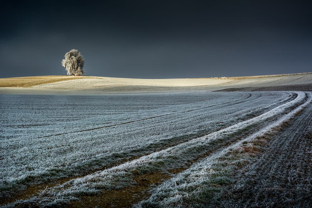Solitary Frosted Tree by Jan Rauwerdink — canvas wall art