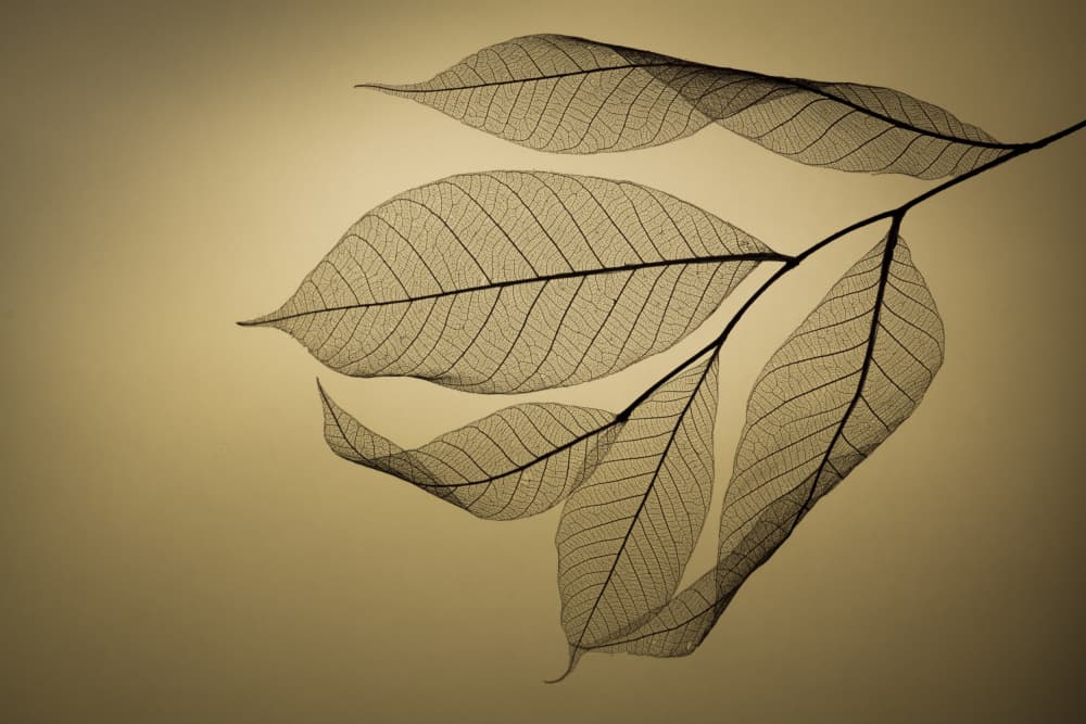 Delicate Leaf Veins by Shihya Kowatari — canvas wall art