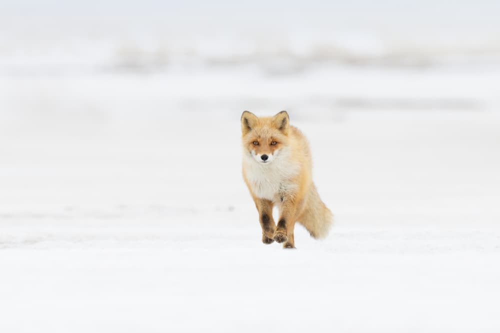Red Fox Winter Gaze by Max Wang — canvas wall art