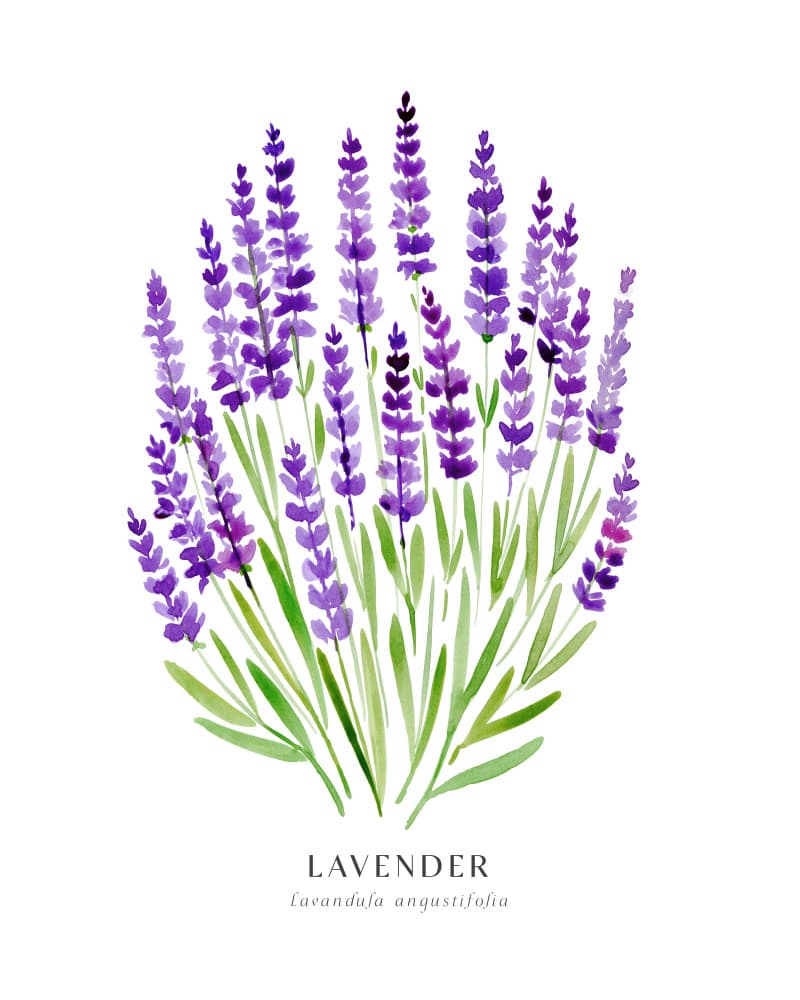 Lavender Watercolor Flowers by Rosana Laiz Blursbyai — canvas wall art