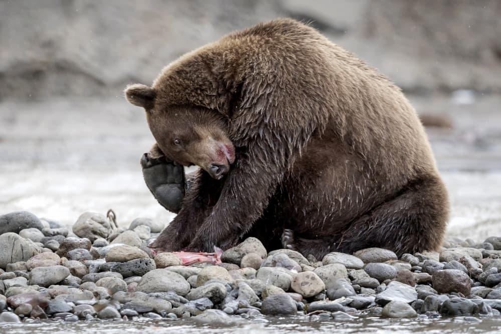 Brown Bear Scratching by Roshkumar — canvas wall art