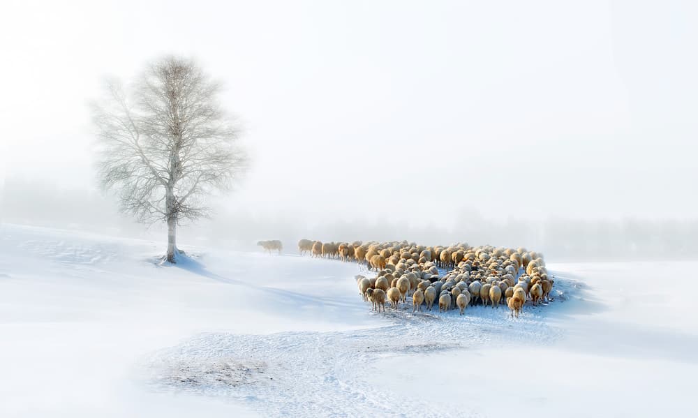 Misty Winter Sheep by Hua Zhu — canvas wall art
