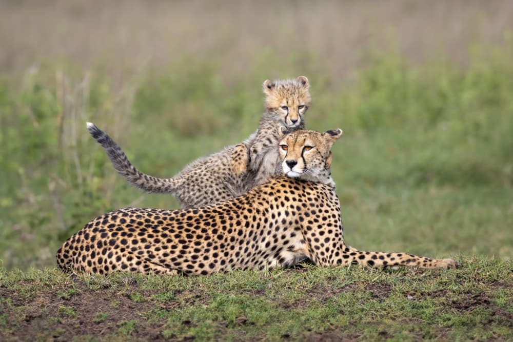 Cheetah Mother And Cub by Mark Strom — canvas wall art
