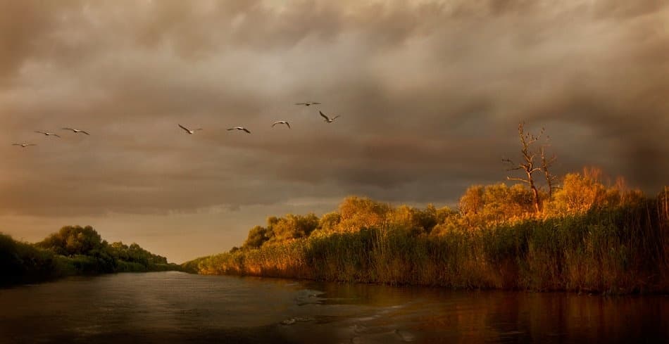 Golden River Flight by Ileana Bosogea-Tudor — canvas wall art