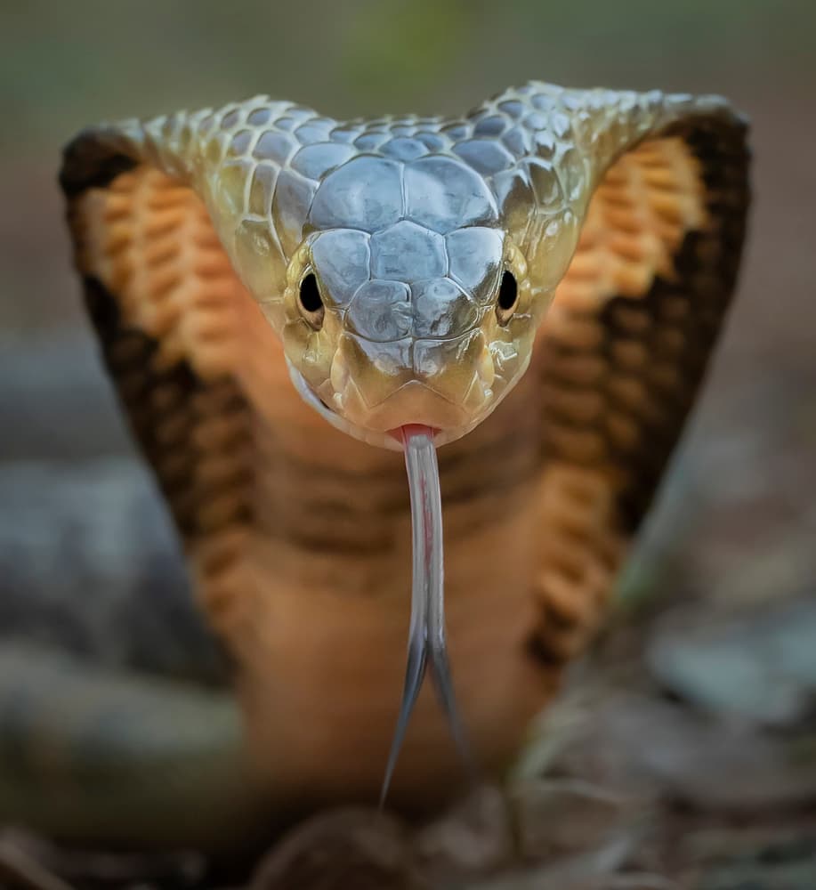 Cobra's Intense Gaze by Tantoyensen — canvas wall art