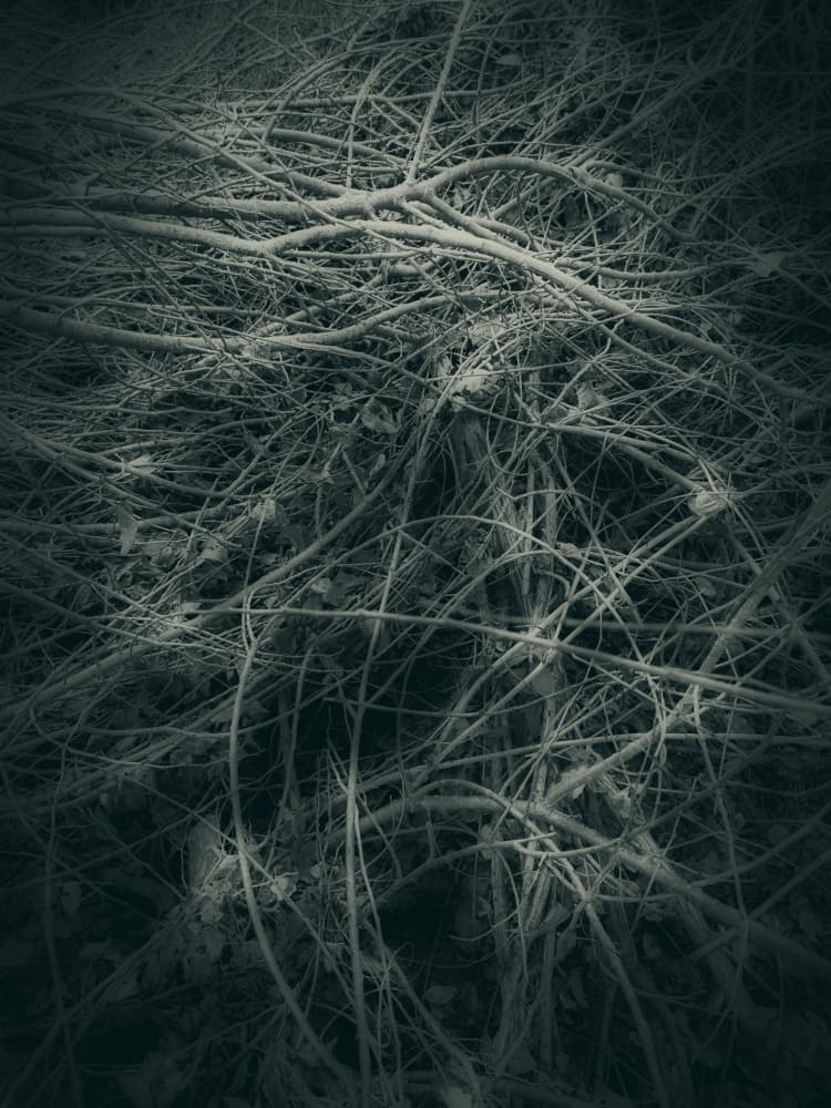 Tangled Branches Abstract by Angelo Cerantola — canvas wall art