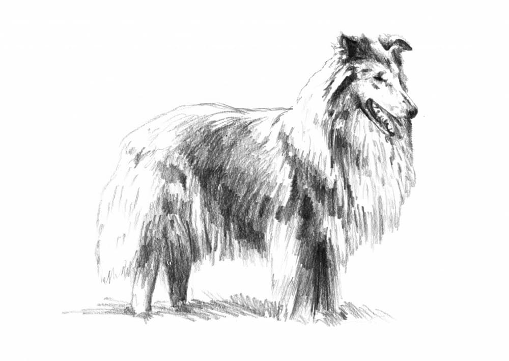 Elegant Rough Collie Drawing by Kulik — canvas wall art