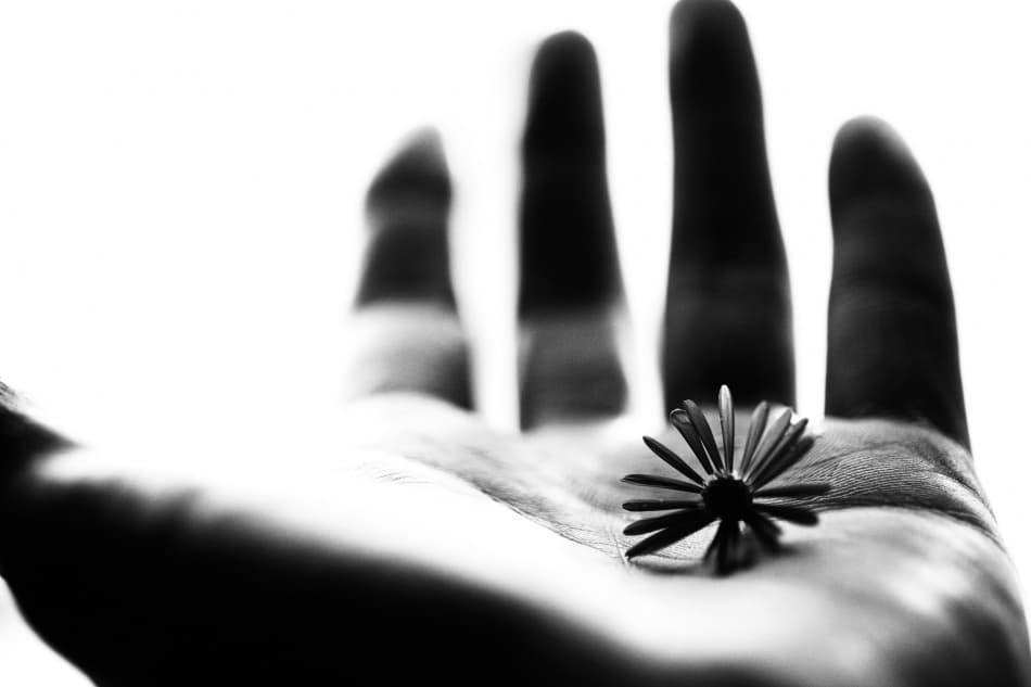 Delicate Hand Flower by Keisuke Ikeda @ blackcoffee — canvas wall art