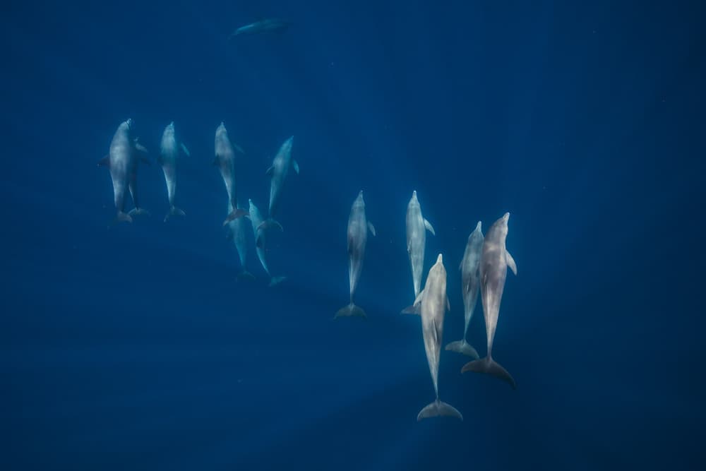 Deep Blue Dolphin Pod by Barathieu Gabriel — canvas wall art