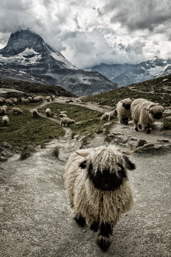 Valais Blacknose Matterhorn Mountain