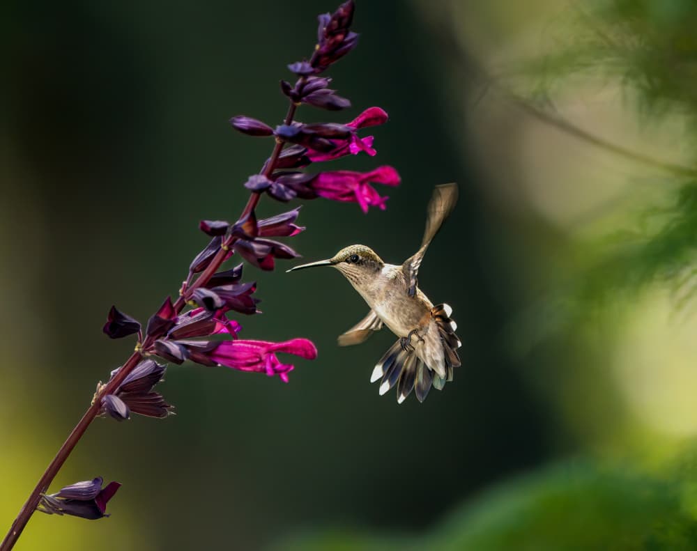 Vibrant Hummingbird Bloom by Hannah & Wei — canvas wall art