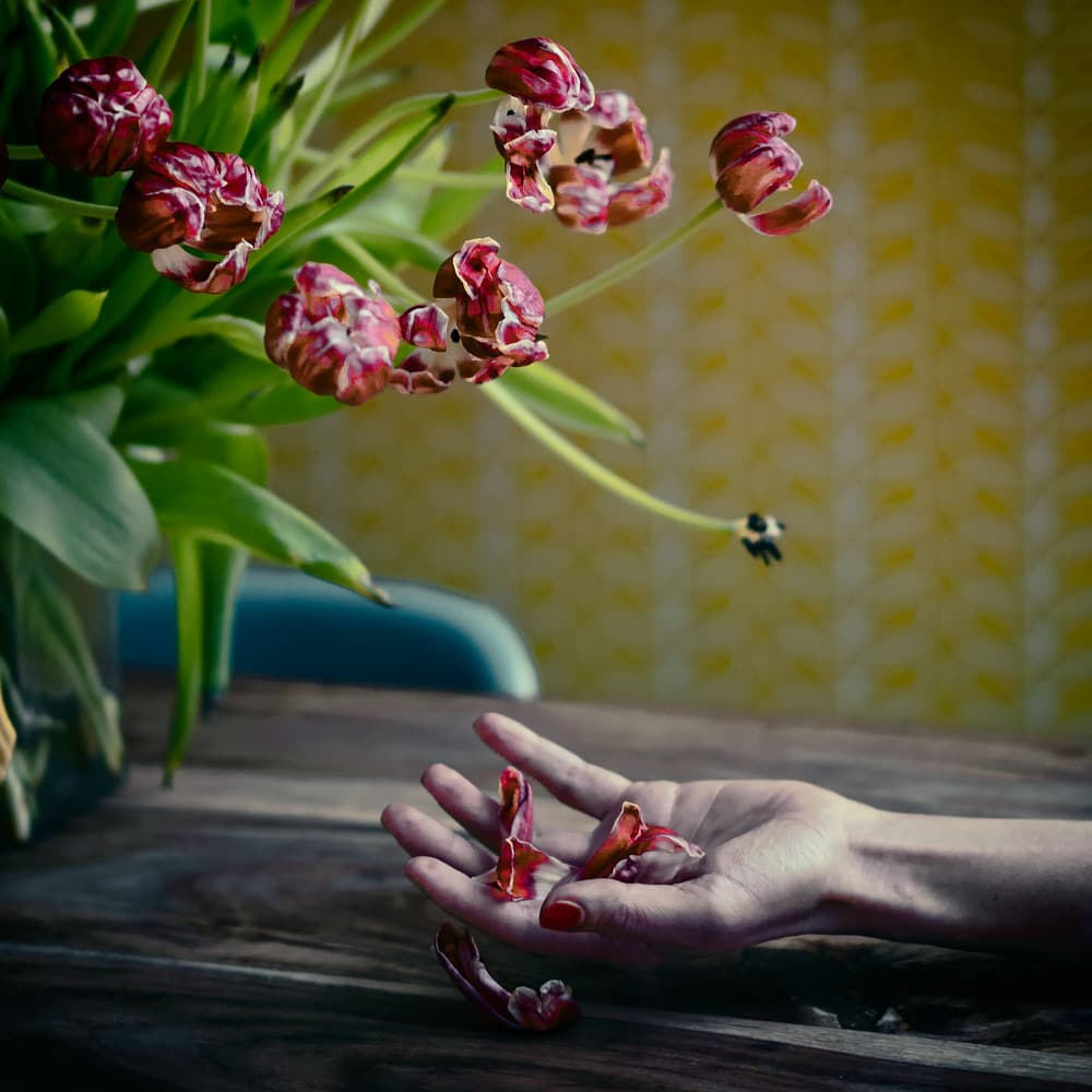 Fading Tulips Soft Touch by ambra — canvas wall art