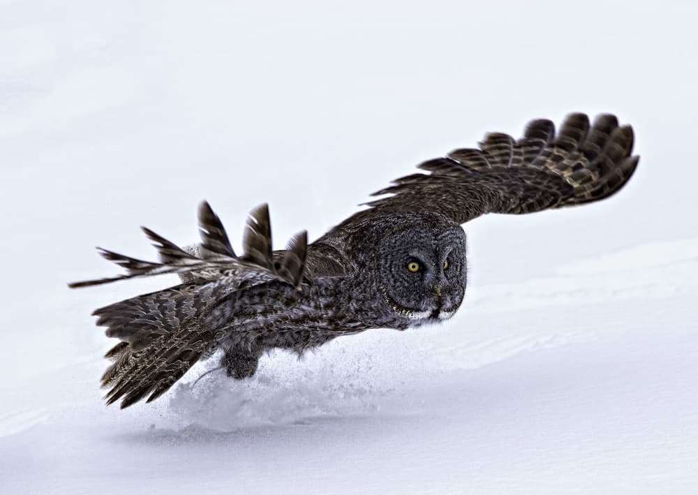 Gray Owl Winter Flight by Peter Stahl — canvas wall art