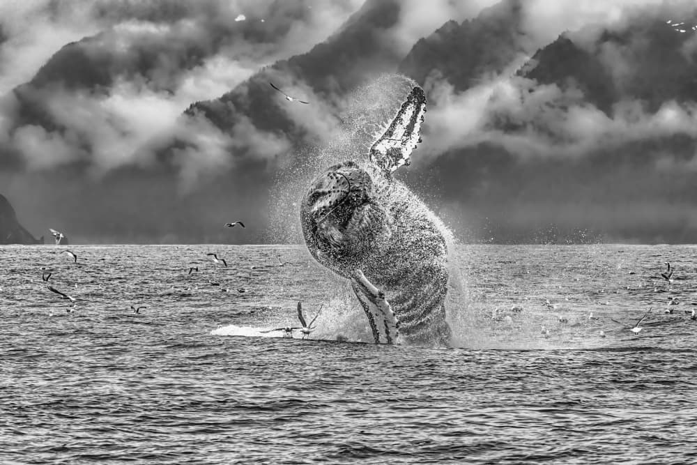 Dramatic Humpback Breaching by Jeffrey C. Sink — canvas wall art