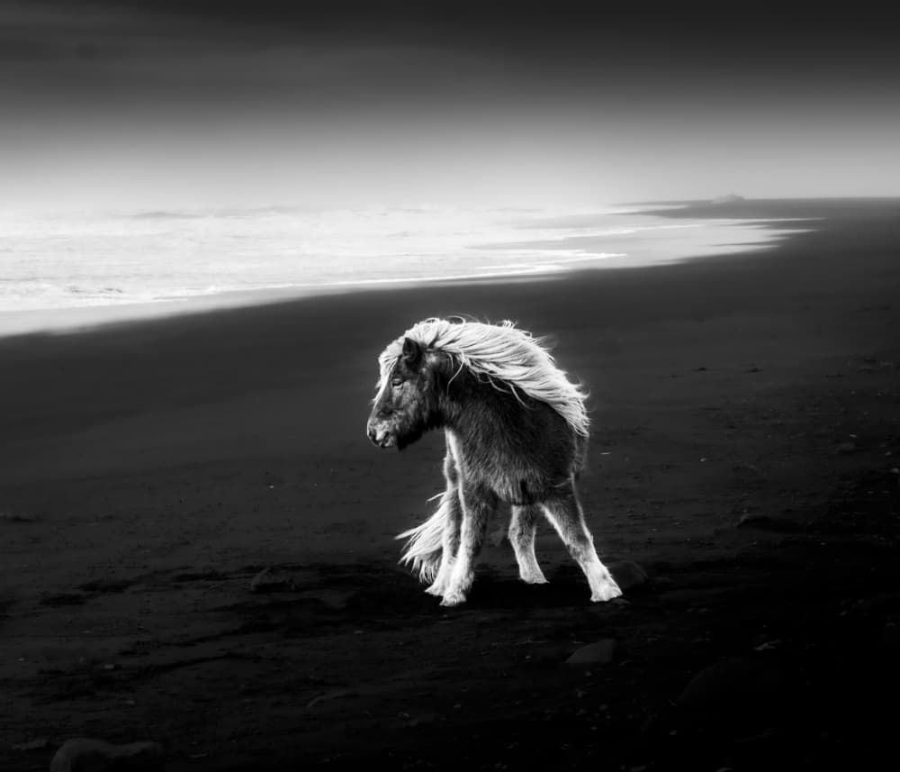 Windswept Horse Black Beach by Robert Bolton — canvas wall art