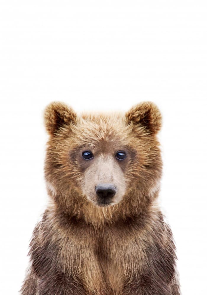 Baby Bear by Kathrin Pienaar — canvas wall art