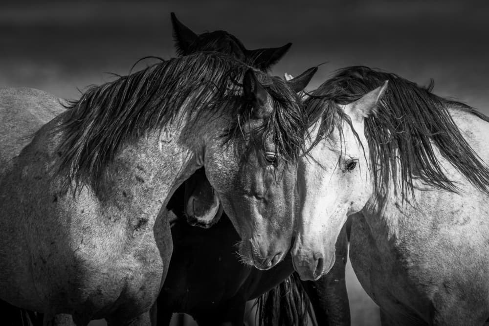Wild Horse Bond by Lisa Aurora Campbell — canvas wall art