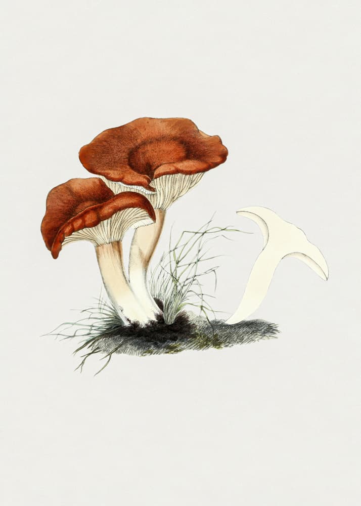 Hand Drawn Rufous Milkcap Mushroom by Biodiversity Heritage Library — canvas wall art
