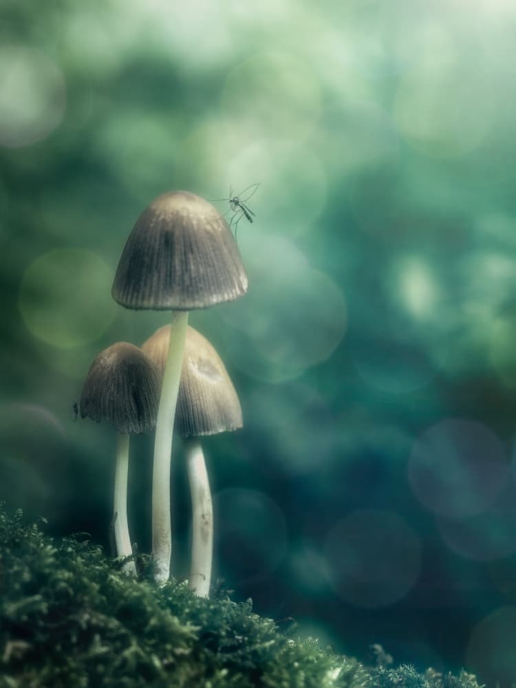 Enchanted Forest Mushrooms by Cristiano Giani — canvas wall art