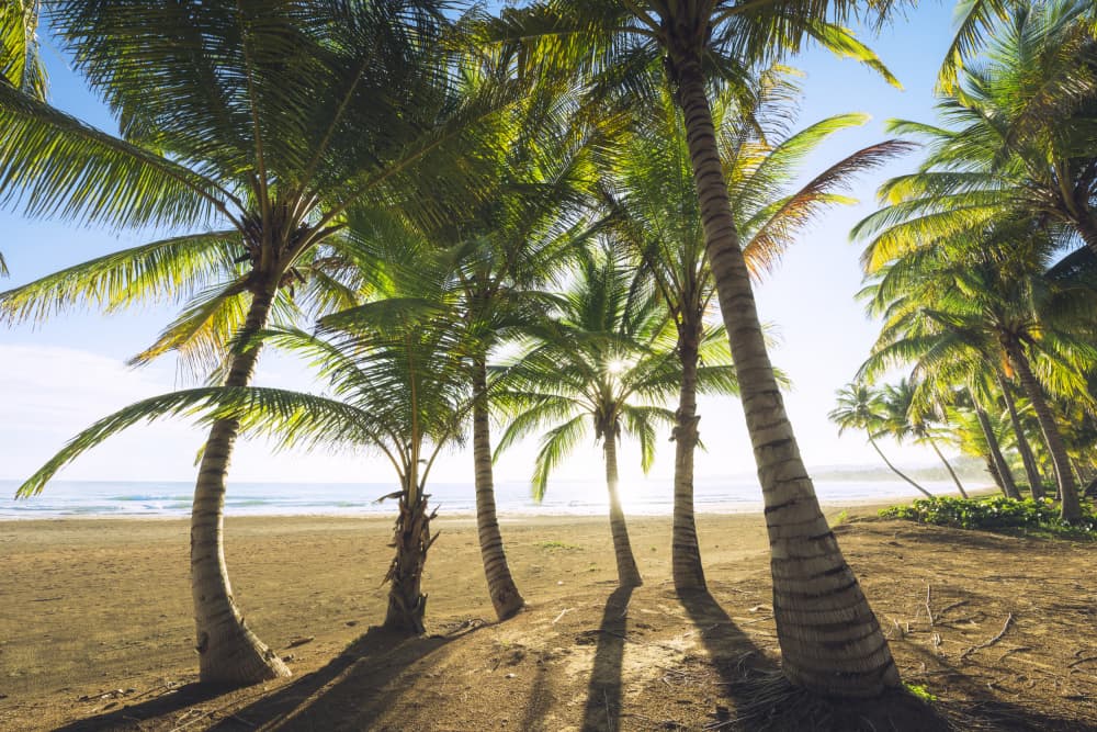 Tropical Morning by Stefan Hefele — canvas wall art