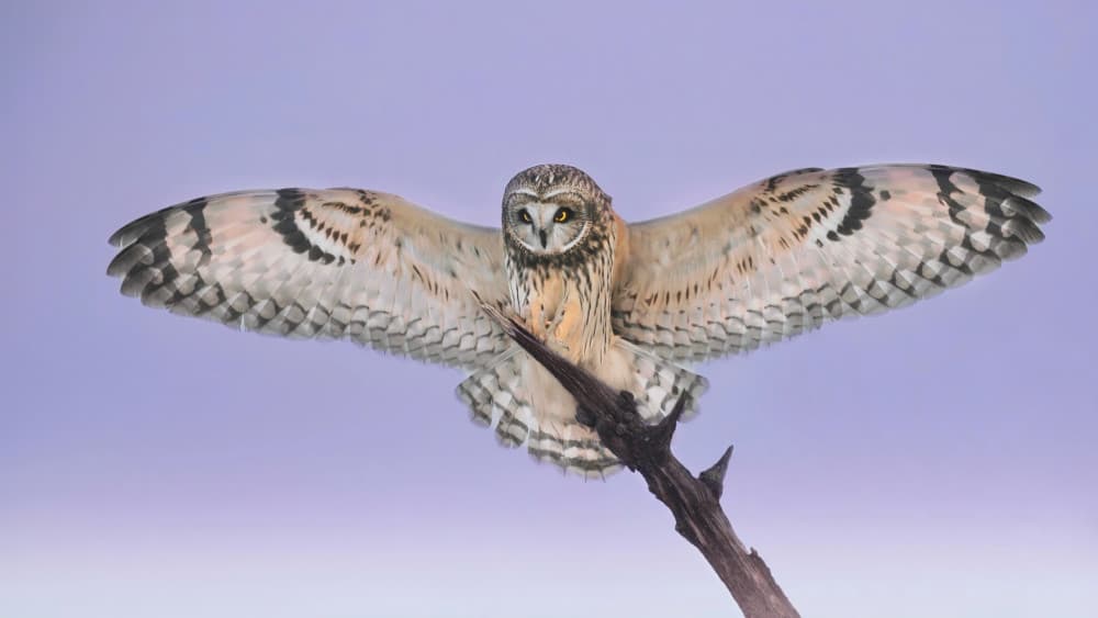 Majestic Owl Flight by Gavin Lam — canvas wall art