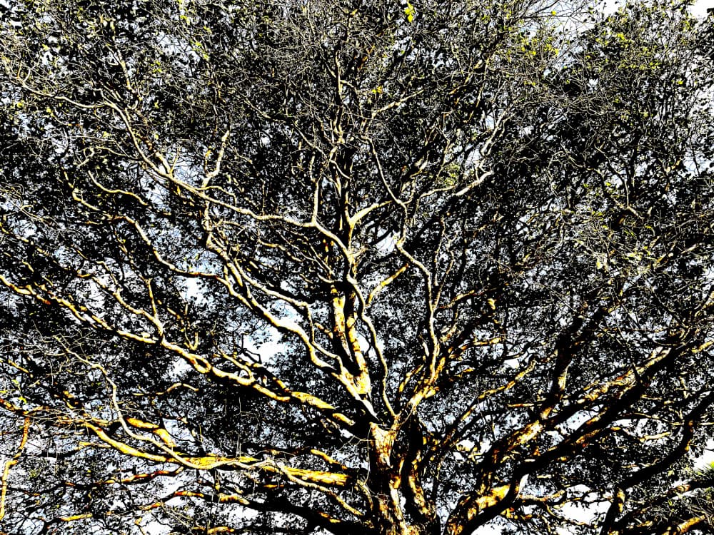 Golden Tree Branches by Santhosh ch — canvas wall art