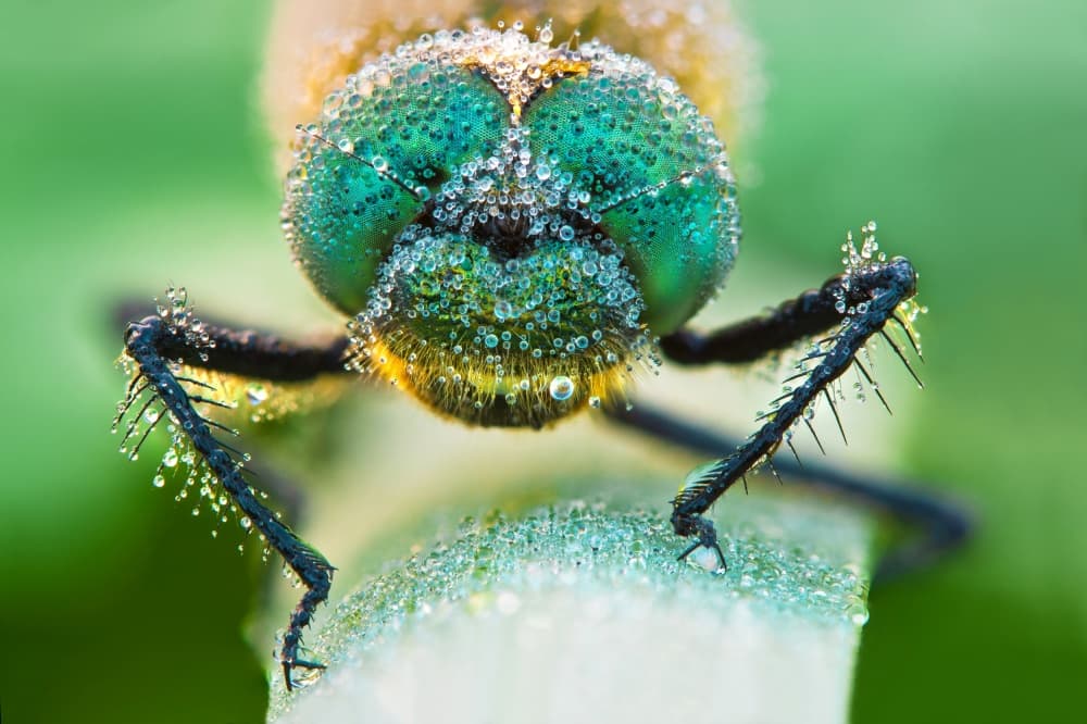 Sparkling Green Dragonfly by Petar Sabol — canvas wall art