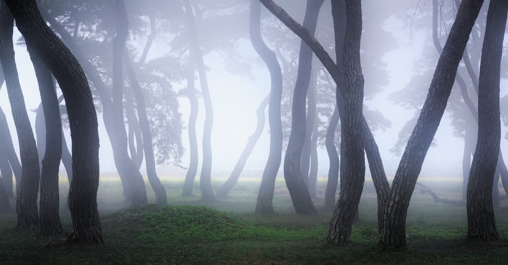 Misty Forest Trees by Gwangseop Eom — canvas wall art