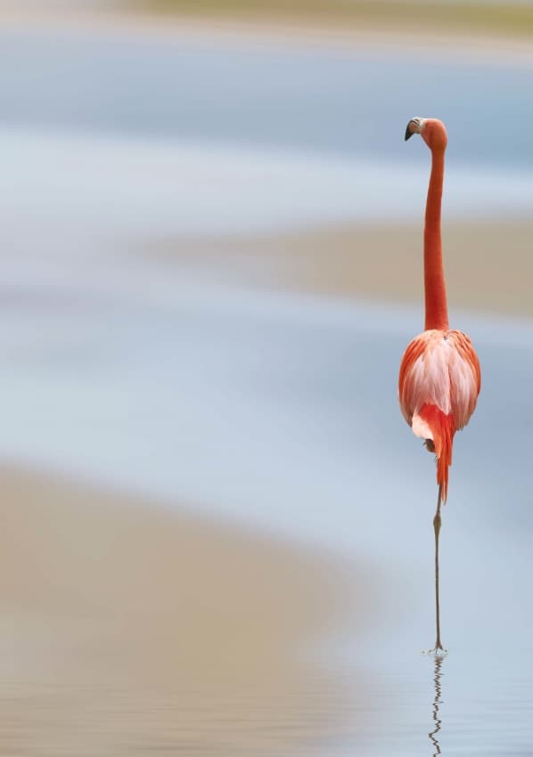 Serene Pink Flamingo by Anna Cseresnjes — canvas wall art