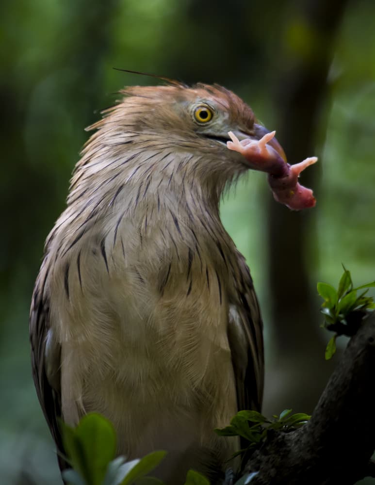 Heron's Wild Meal by Michael Castellano — canvas wall art