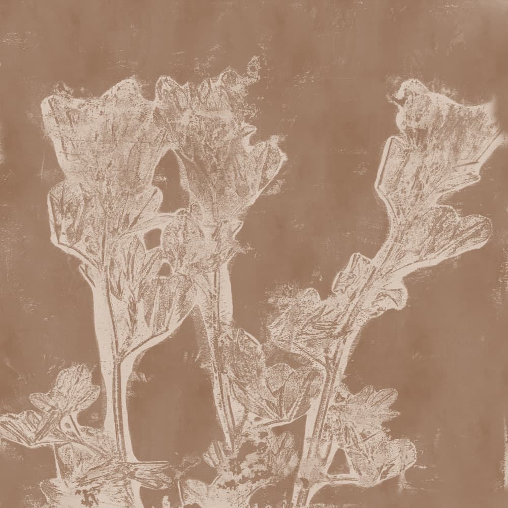 Sepia Botanical Forms by Dina Dankers — canvas wall art
