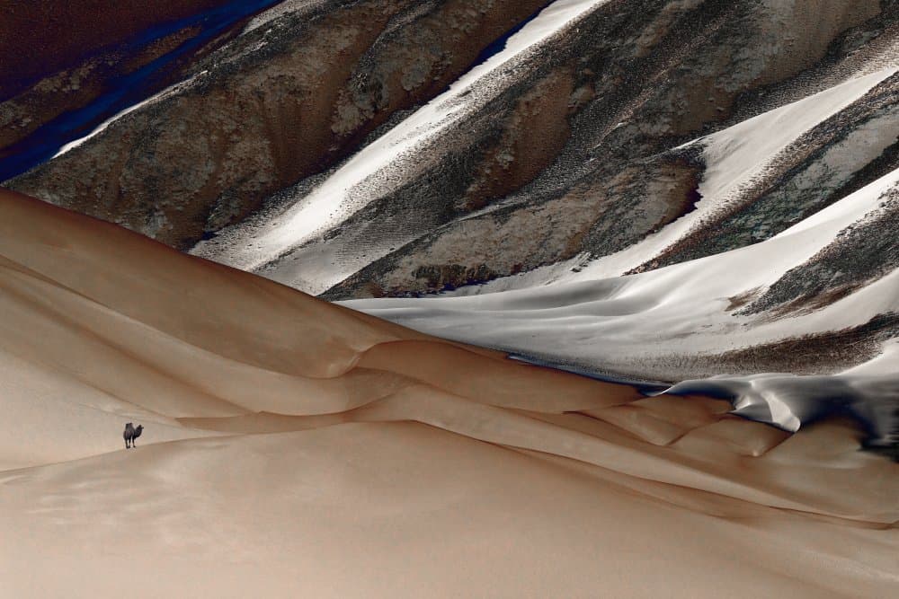Snowy Peaks Desert Camel by Hsiao-Yang Fei — canvas wall art
