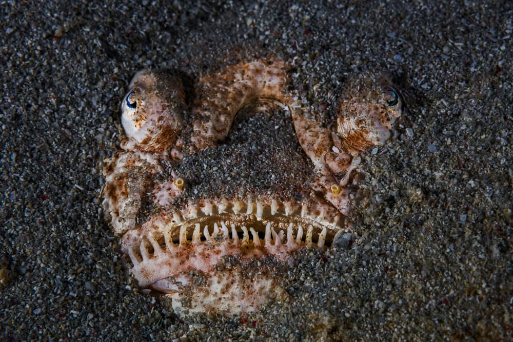 Lurking Ocean Predator by Barathieu Gabriel — canvas wall art