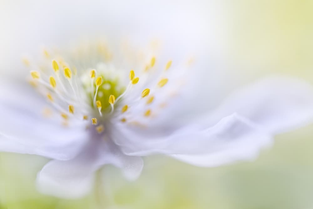 Anemone Beauty by Mandy Disher — canvas wall art