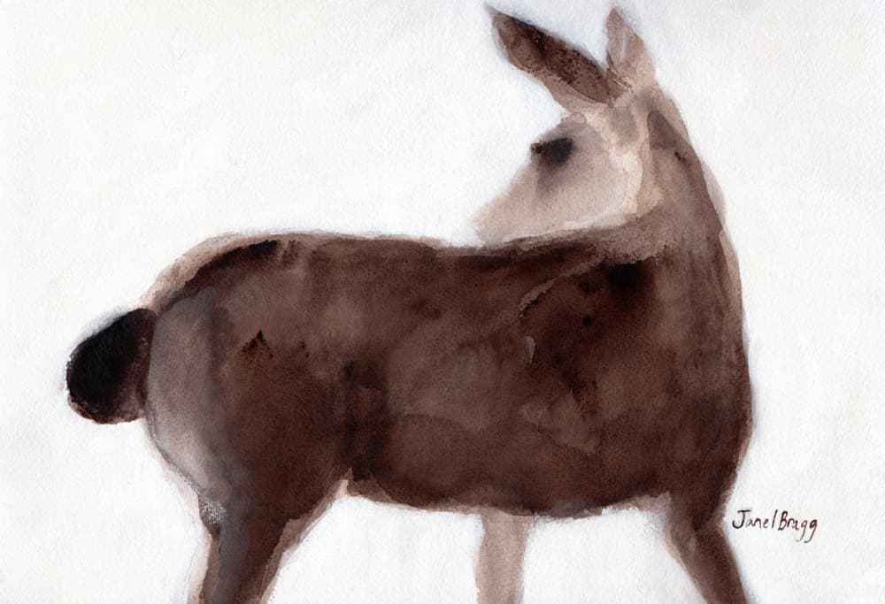 Brown Deer Glance by Janel Bragg — canvas wall art
