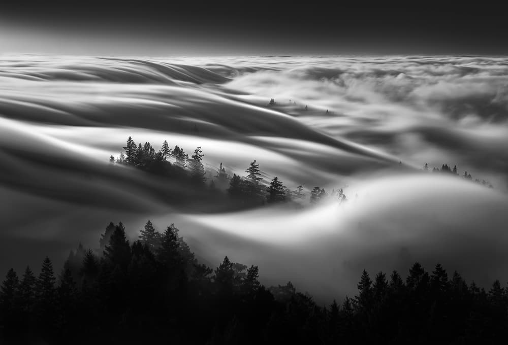 Rolling Fog Forest by Aidong Ning — canvas wall art