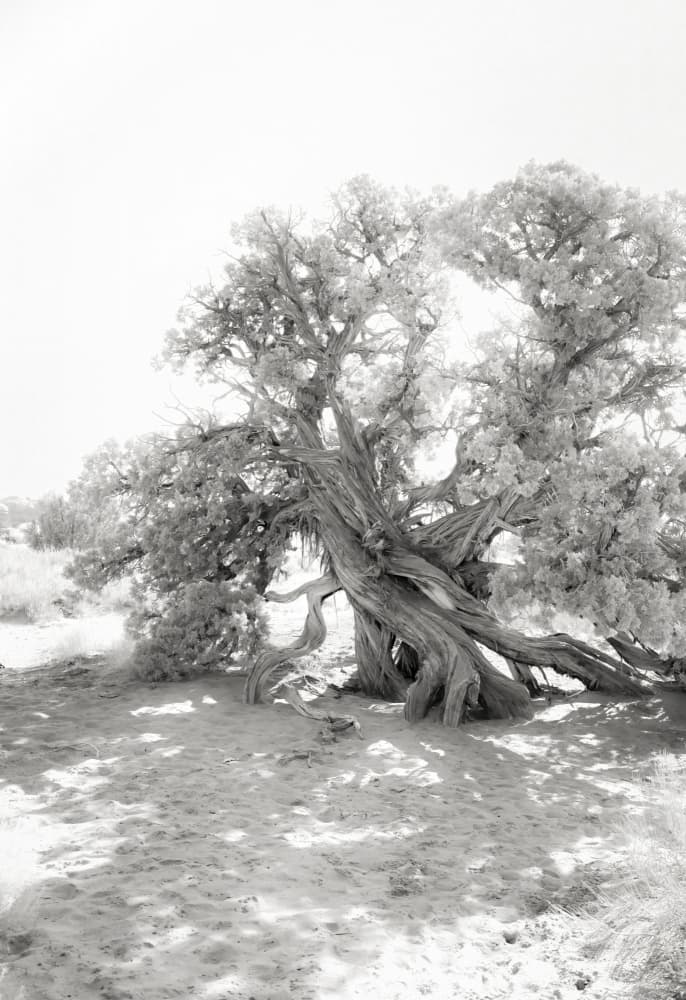 Gnarled Desert Tree by Courtney Crane — canvas wall art