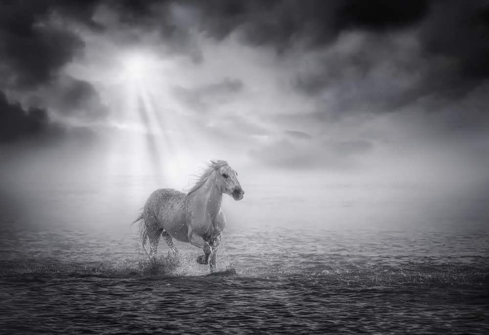 Majestic White Horse by joanaduenas — canvas wall art
