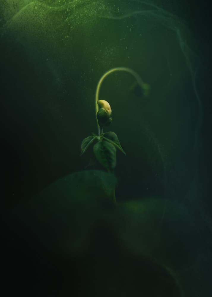 Emerging Green Sprout by Kristina Zvinakeviciute — canvas wall art