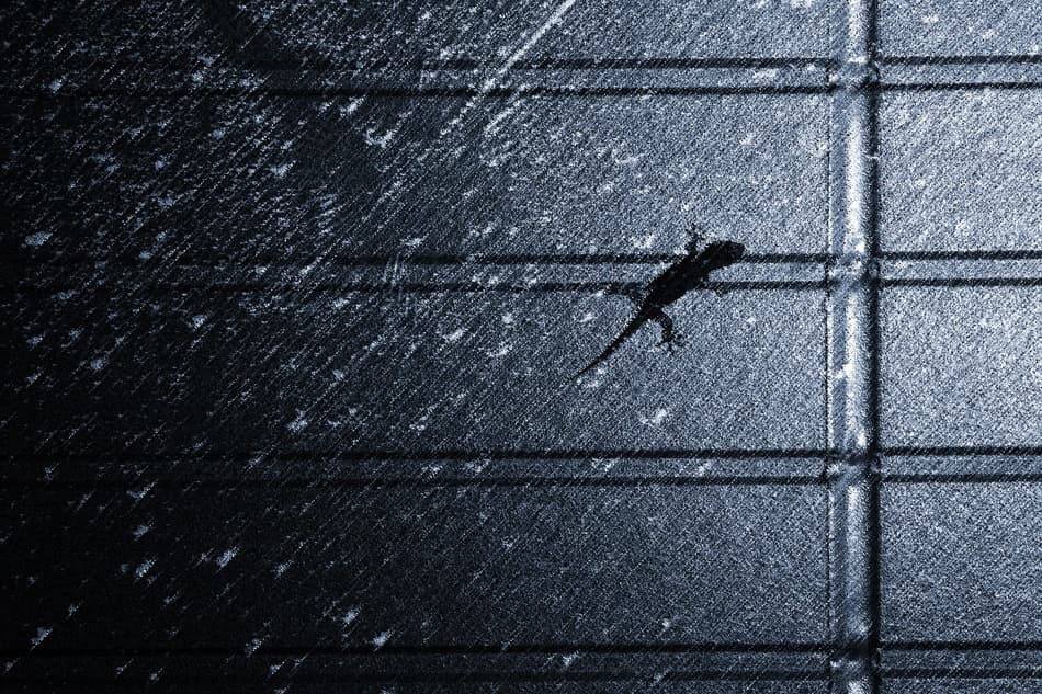 Rainy Window Gecko by Keisuke Ikeda @ blackcoffee — canvas wall art