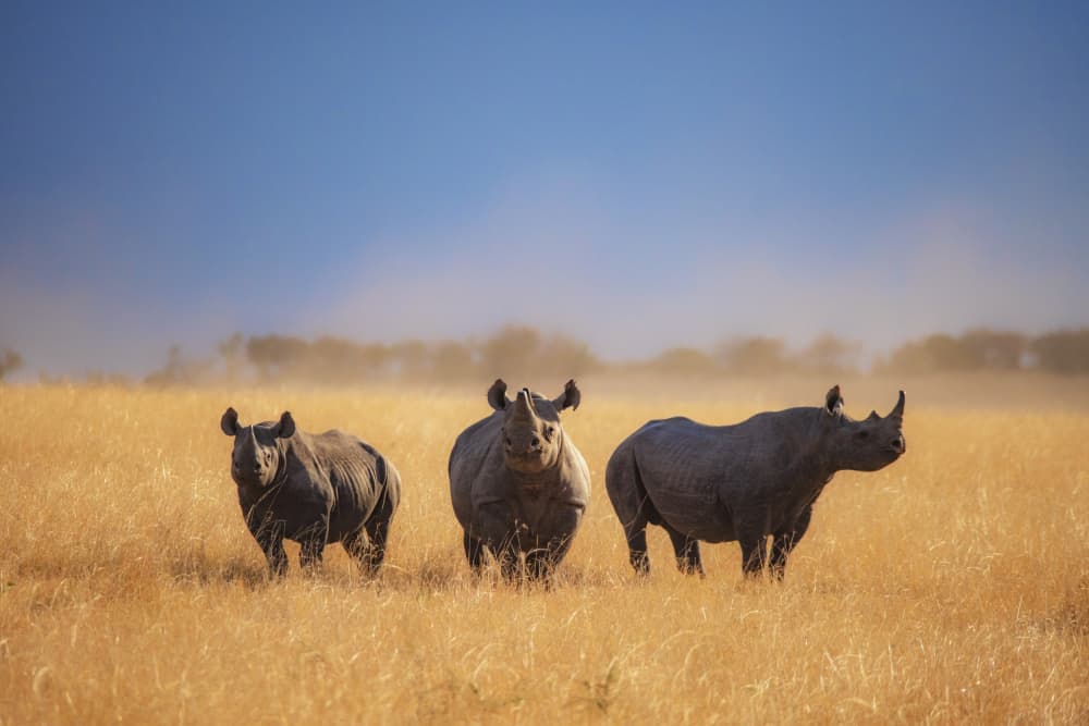 Golden Savanna Rhinos by Jie Cheng — canvas wall art