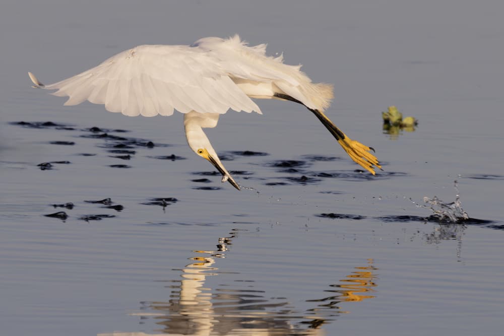 Graceful Egret Fishing by Linda D Lester — canvas wall art