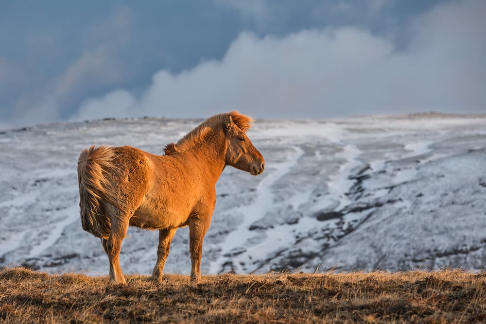 Golden Icelandic Horse by Bragi Ingibergsson - BRIN — canvas wall art