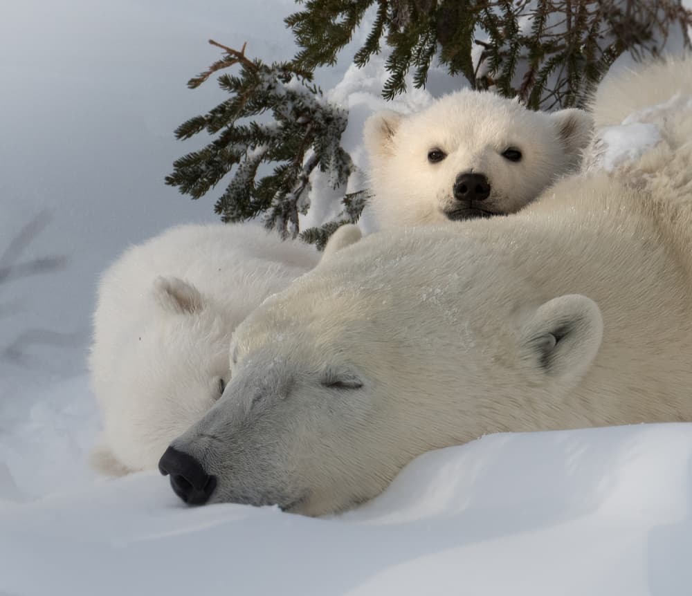 Cozy Polar Bear Family by Liwen Tao — canvas wall art