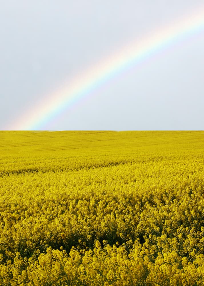 Rainbow Over Yellow Field by Ariz Rab — canvas wall art