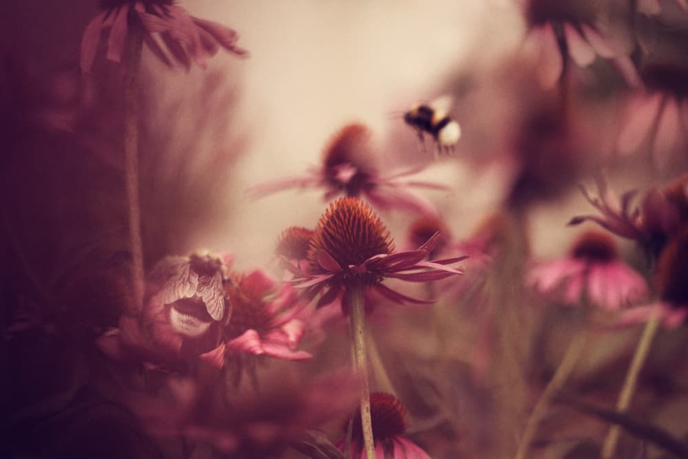 Dreamy Summer Garden by Ellen van Deelen — canvas wall art