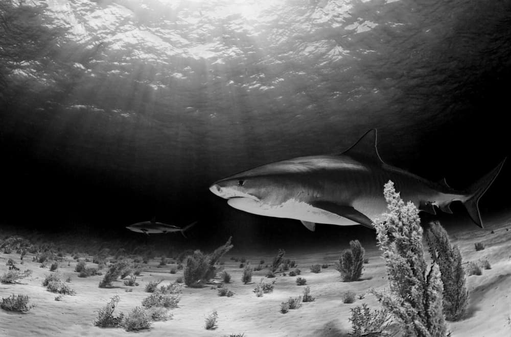 Tiger Shark Underwater Light by Ken Kiefer — canvas wall art