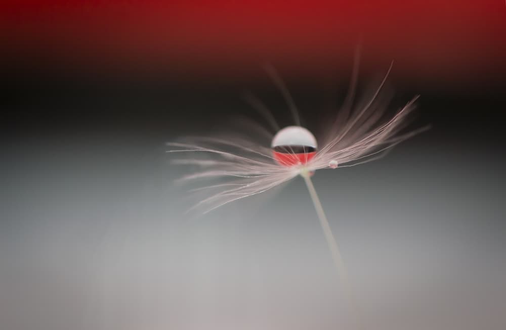 Delicate Droplet Reflection by Maryam Zahirimehr — canvas wall art